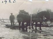 B&W Horses in Winter