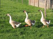 Geese