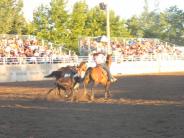 Horses in the Arena