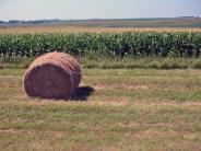 Roll of Hay